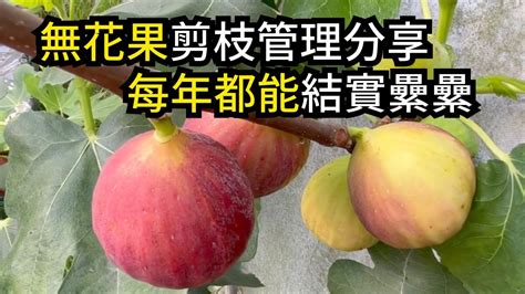 無花果樹英文|無花果聯合國